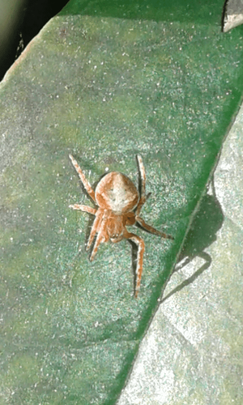 Araneus sturmi/triguttatus, giovane (cfr.)